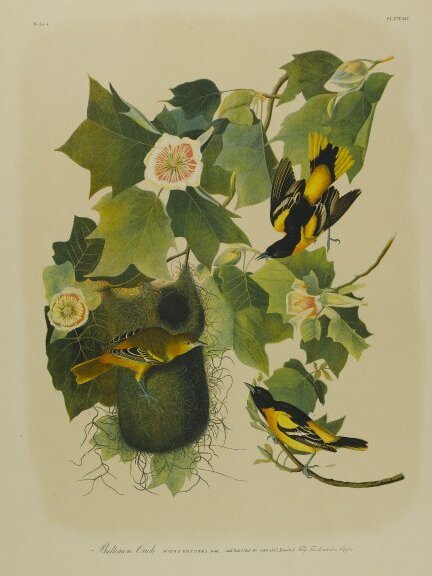 File:Brooklyn Museum - Baltimore Oriole - John J. Audubon.jpg