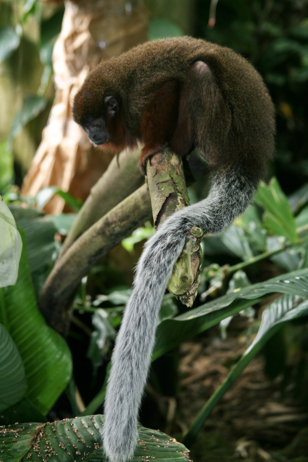 Dempsey grave Inde Titi monkey - Wikipedia