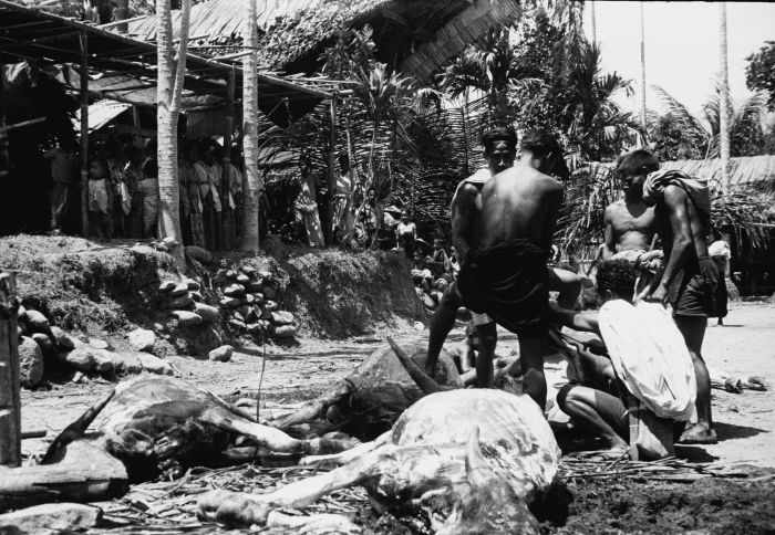 File:COLLECTIE TROPENMUSEUM Geslachte karbouwen tijdens een dodenfeest van de Toraja in Sadang TMnr 10029393.jpg