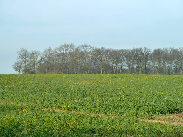 File:Cambercroft Spring - geograph.org.uk - 3886076.jpg