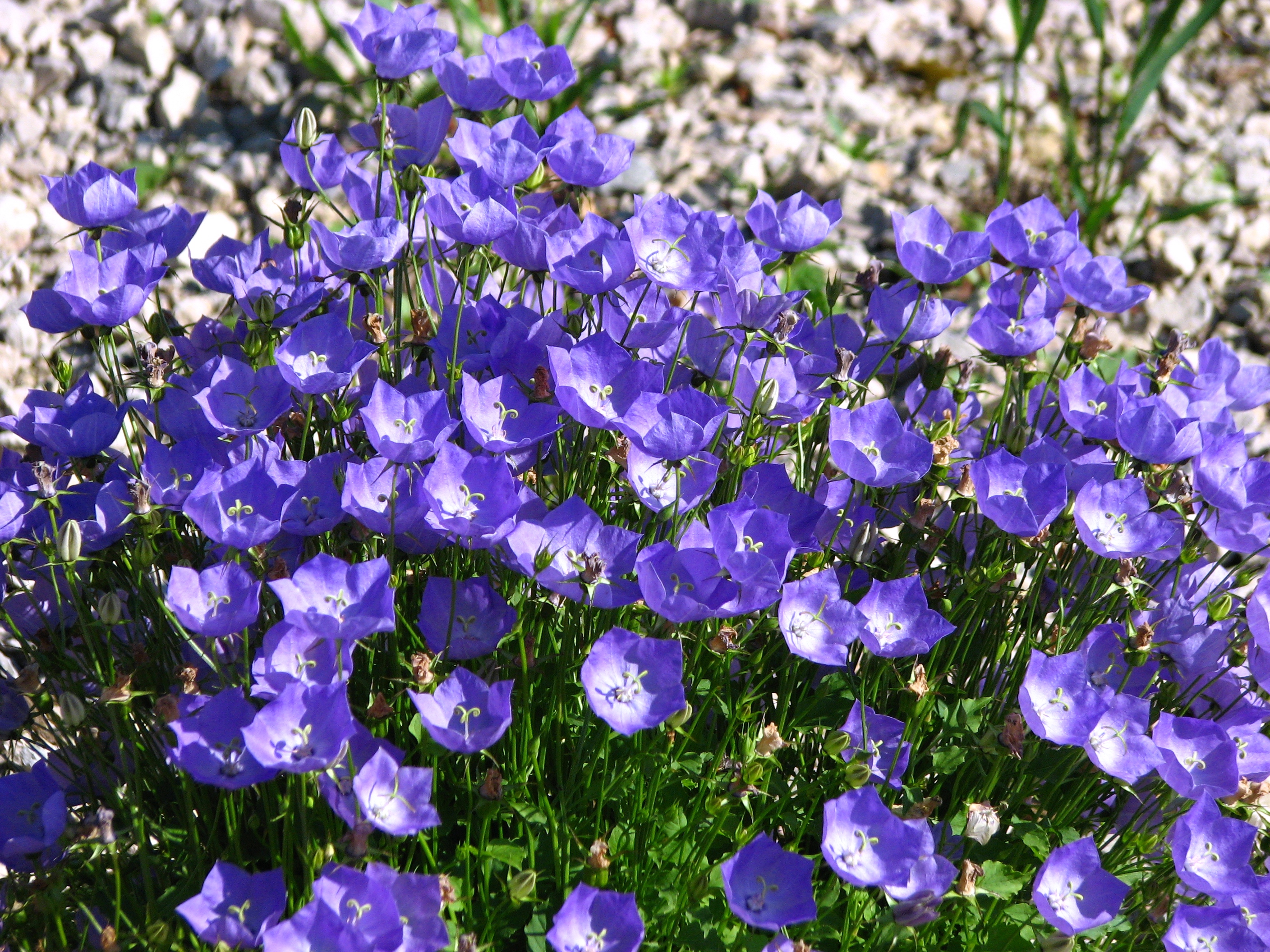 Kuvahaun tulos haulle campanula carpatica