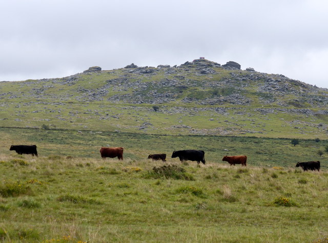 File:Cattle passing in front of King's Tor - geograph.org.uk - 3655262.jpg