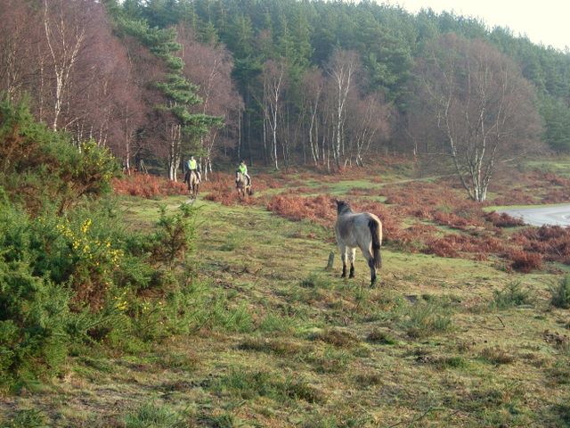 File:Confused Pony^ - geograph.org.uk - 294411.jpg