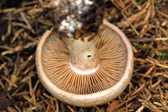 File:Cortinarius.crassus2.-.lindsey.jpg