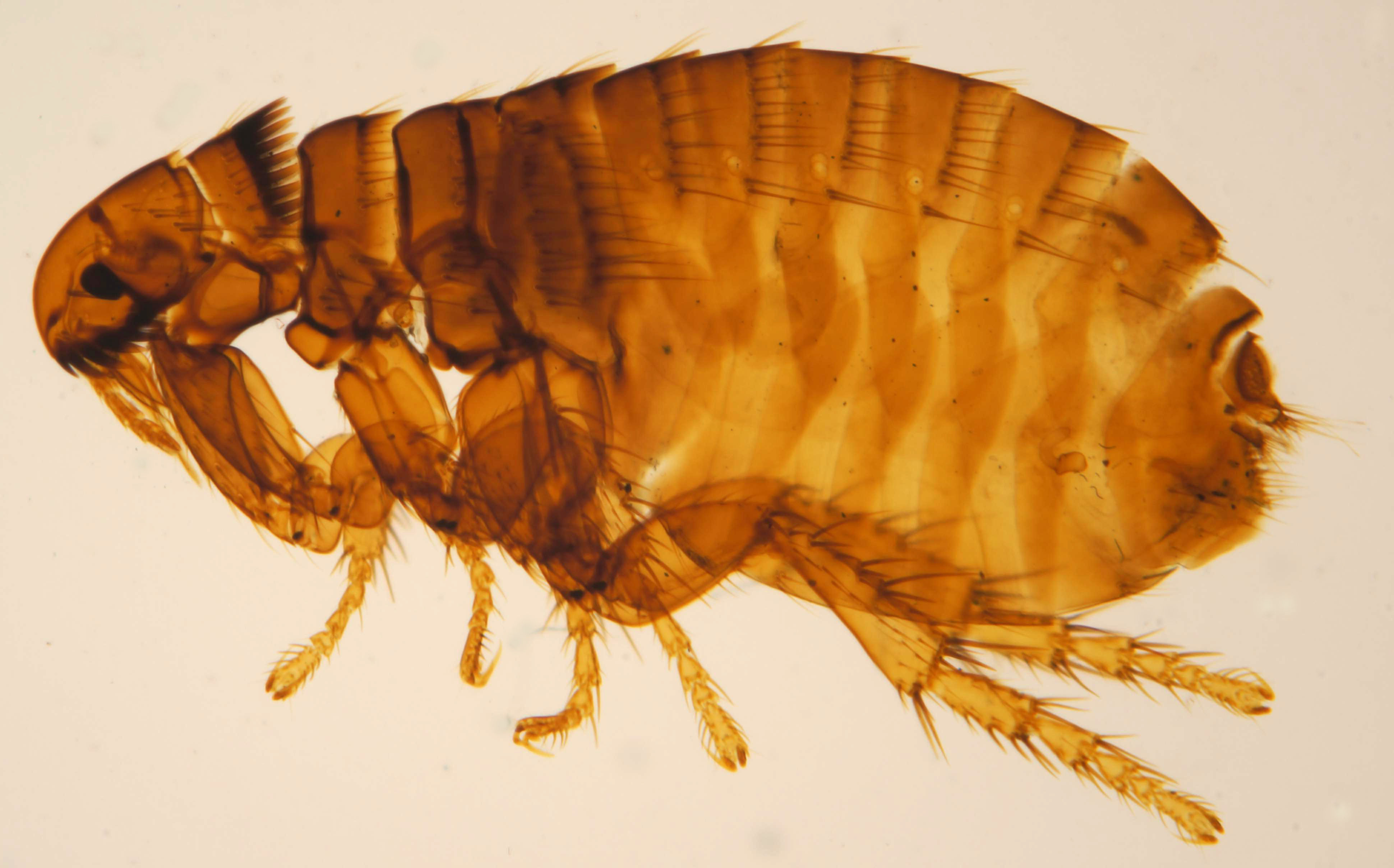 Блоха кошачья. Ctenocephalides canis. Микропрепарат собачьей блохи. Кошачья блоха Ctenocephalides Felis. Блоха человеческая микропрепарат.