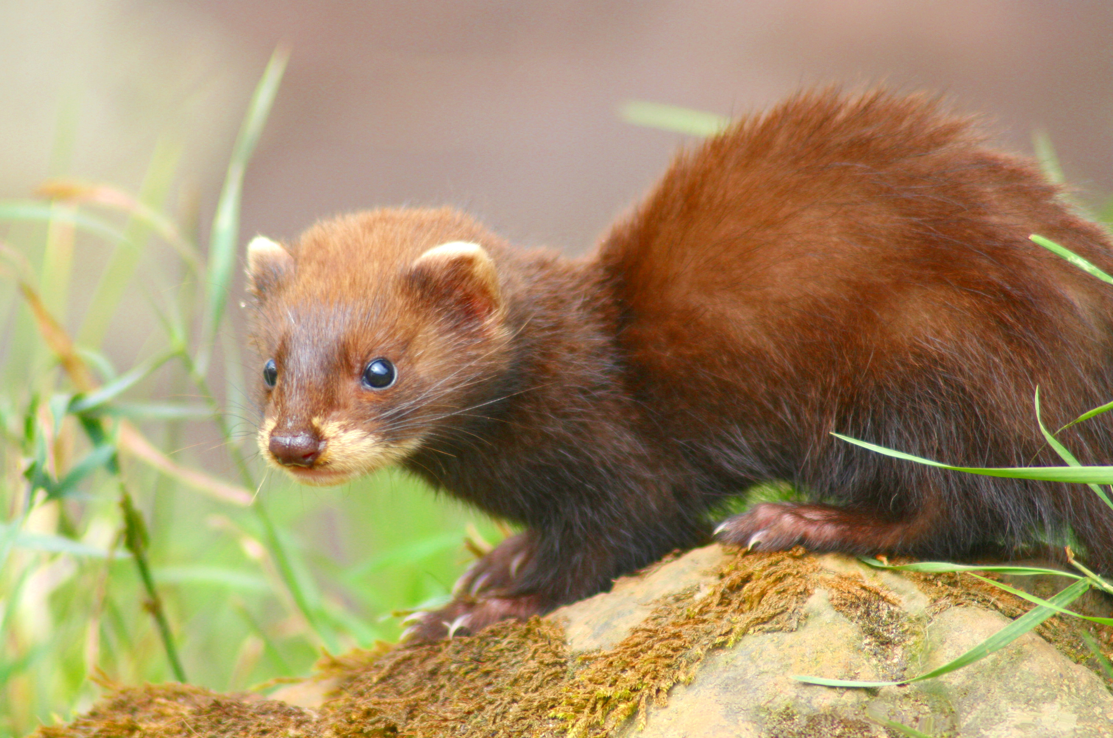 european polecat ferret