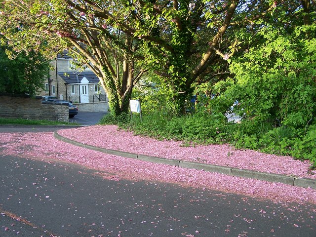 File:Fallen cherry blossom on Bedford Road, Oughtibridge, South Yorkshire.jpg