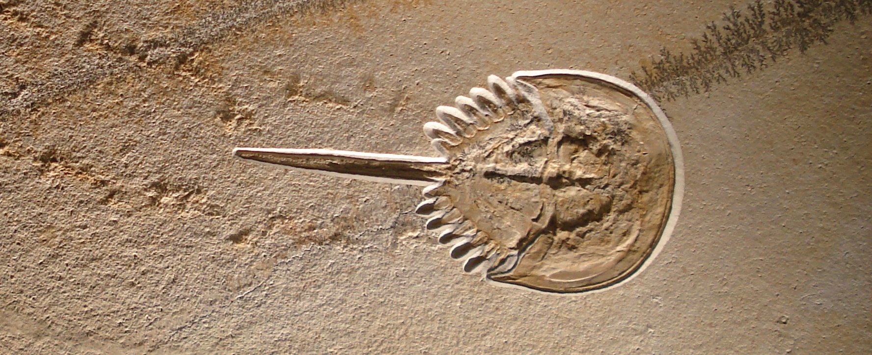 File:Fossil horseshoe crab dead in its  - Wikipedia