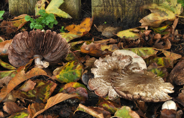 File:Fungus near Comber - geograph.org.uk - 2644569.jpg