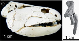 File:Gogonasus andrewsae skull and girdle.png