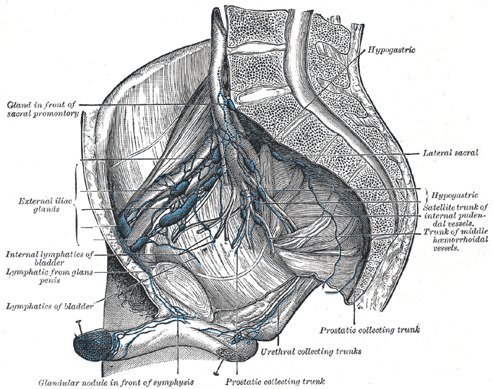 internal iliac lymph nodes