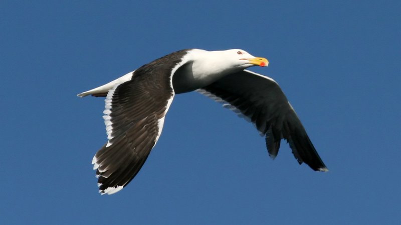 File:Great Black-backed Gull (Larus marinus) (8).jpg