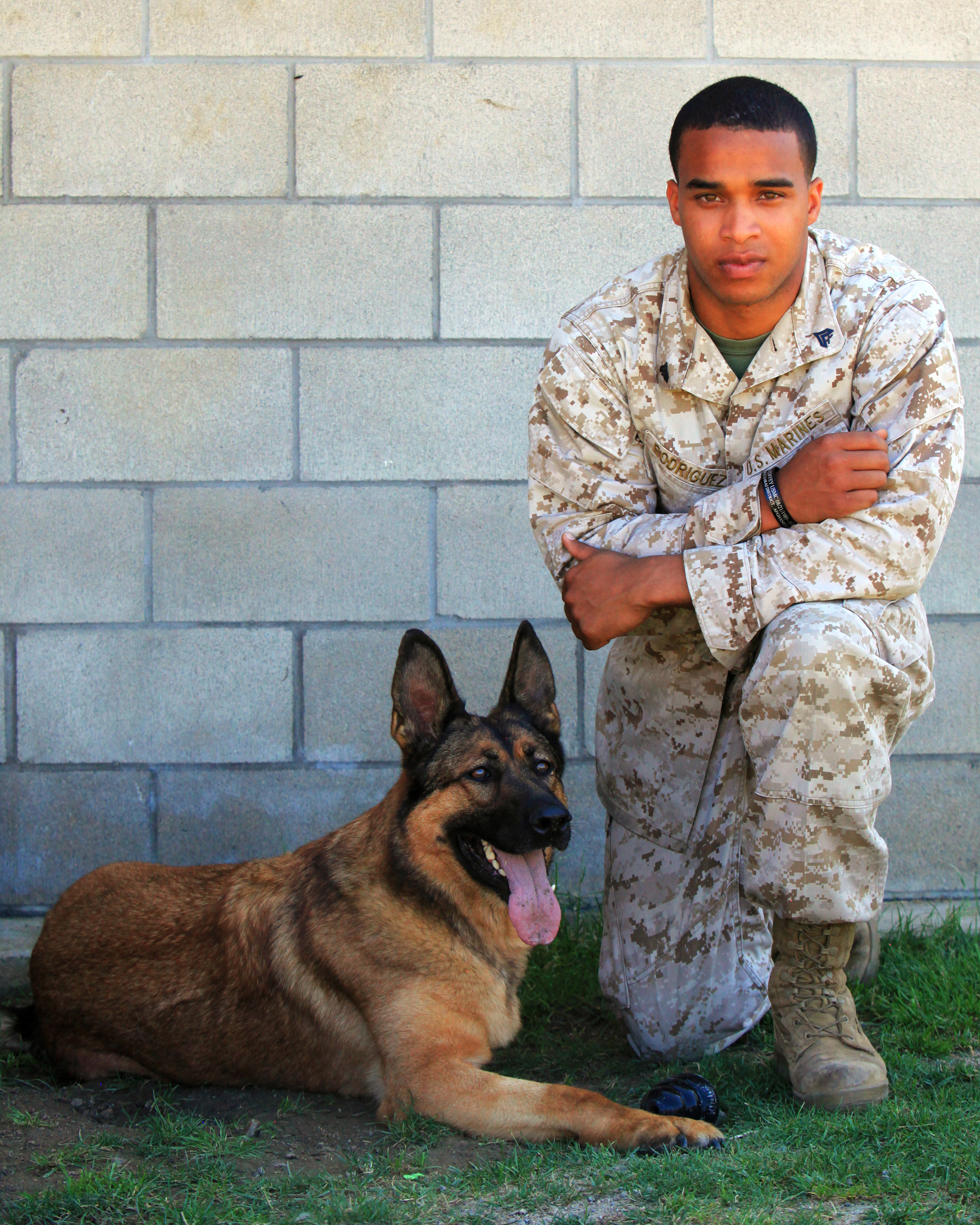 marine corps animals