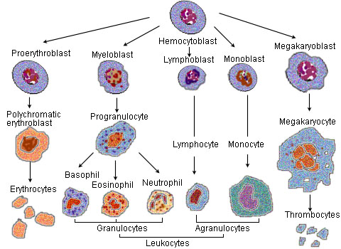 Origine des cellules sanguines notamment des granulocytes neutrophiles.