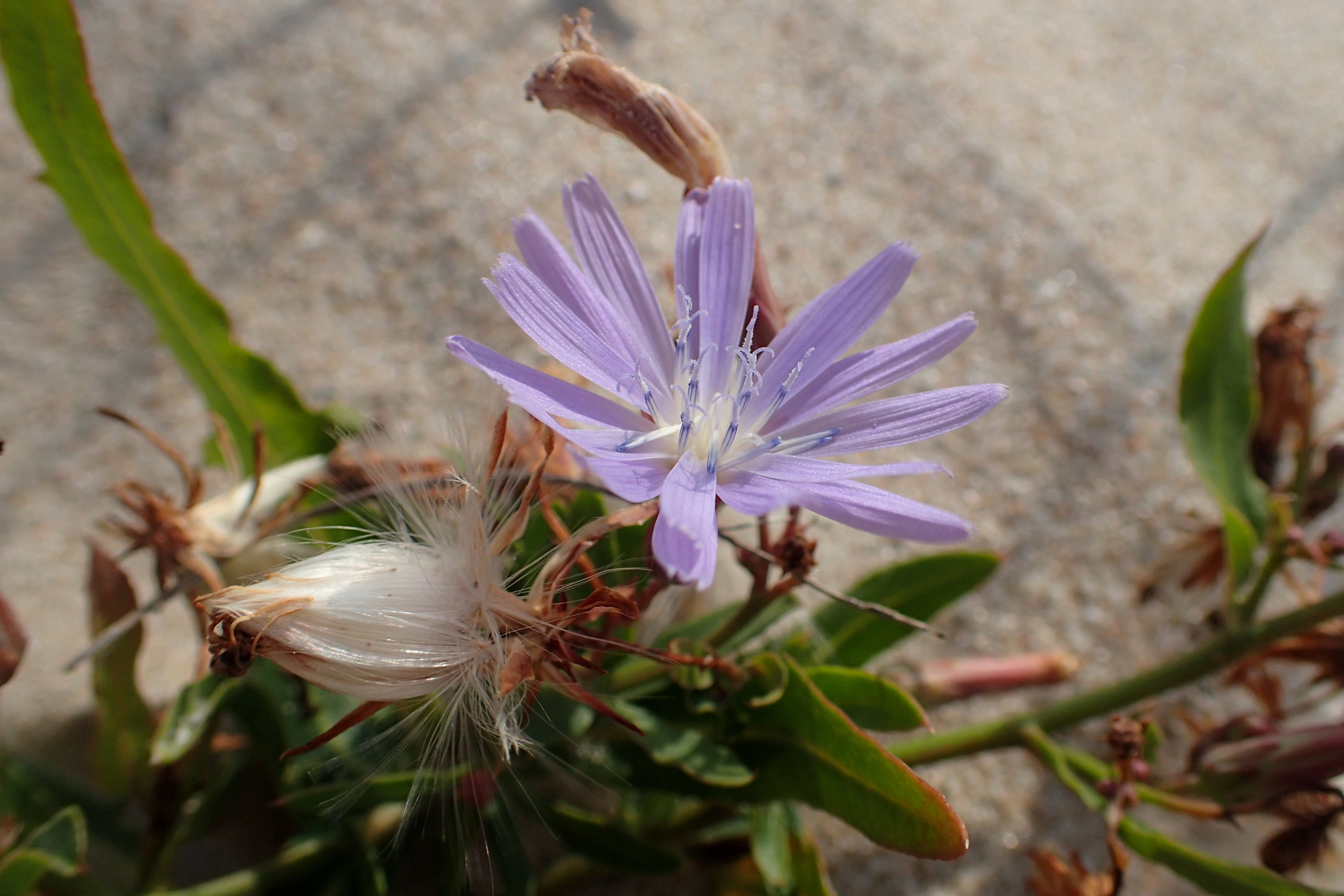 Https tatarica org. Lactuca tatarica. Silene tatarica. Сутчўп Lactuca tatarica l. Lattich.