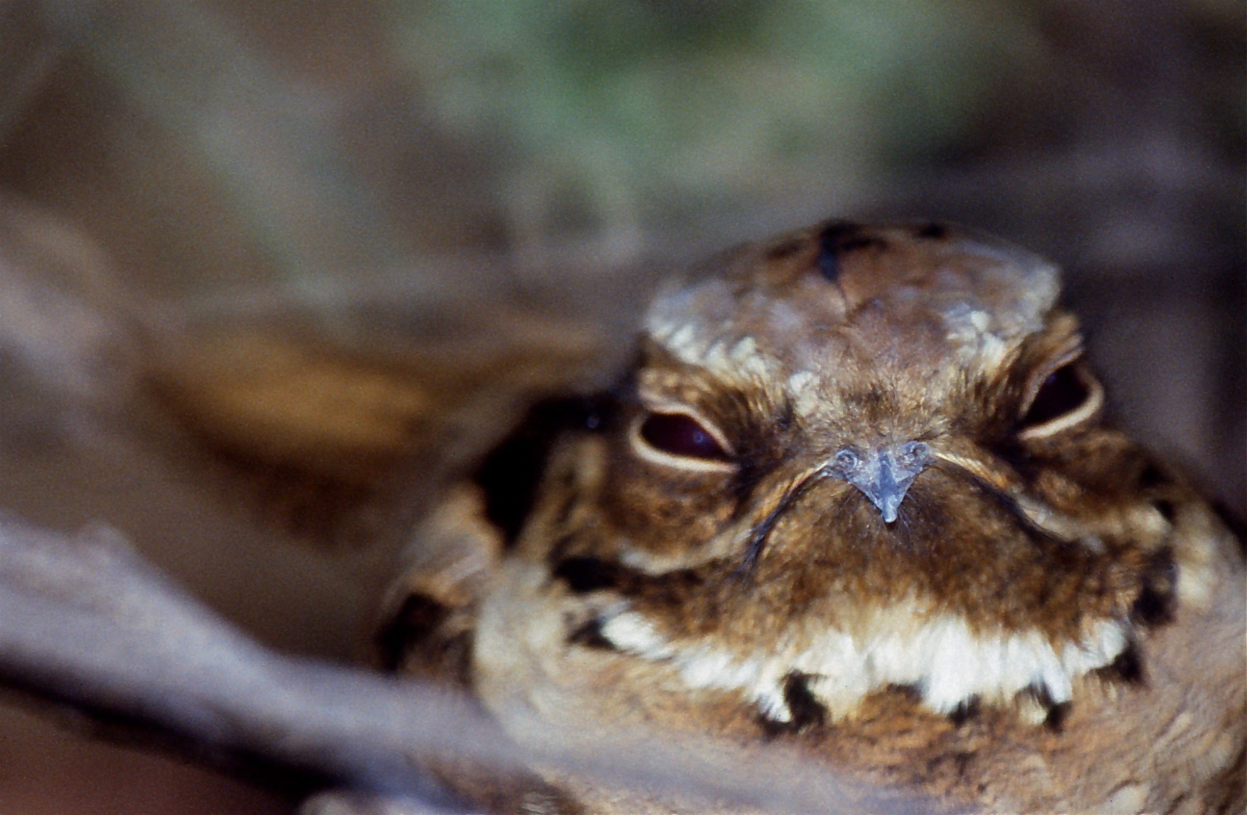 Large-tailed Nightjar (Caprimulgus macrurus) (20786301896).jpg