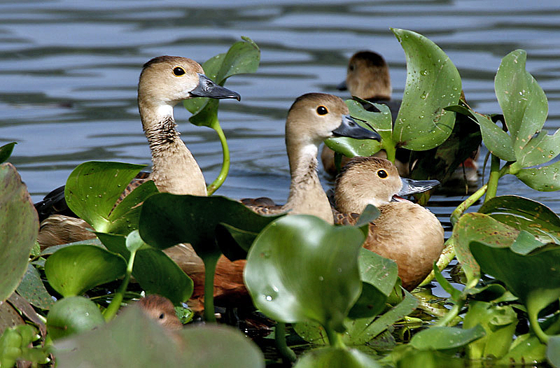 File:Lesser Whistling-ducks- Resting hidden inside the foilage I IMG 0922.jpg