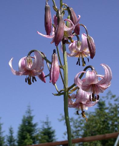 File:Lilium kelloggii.jpg