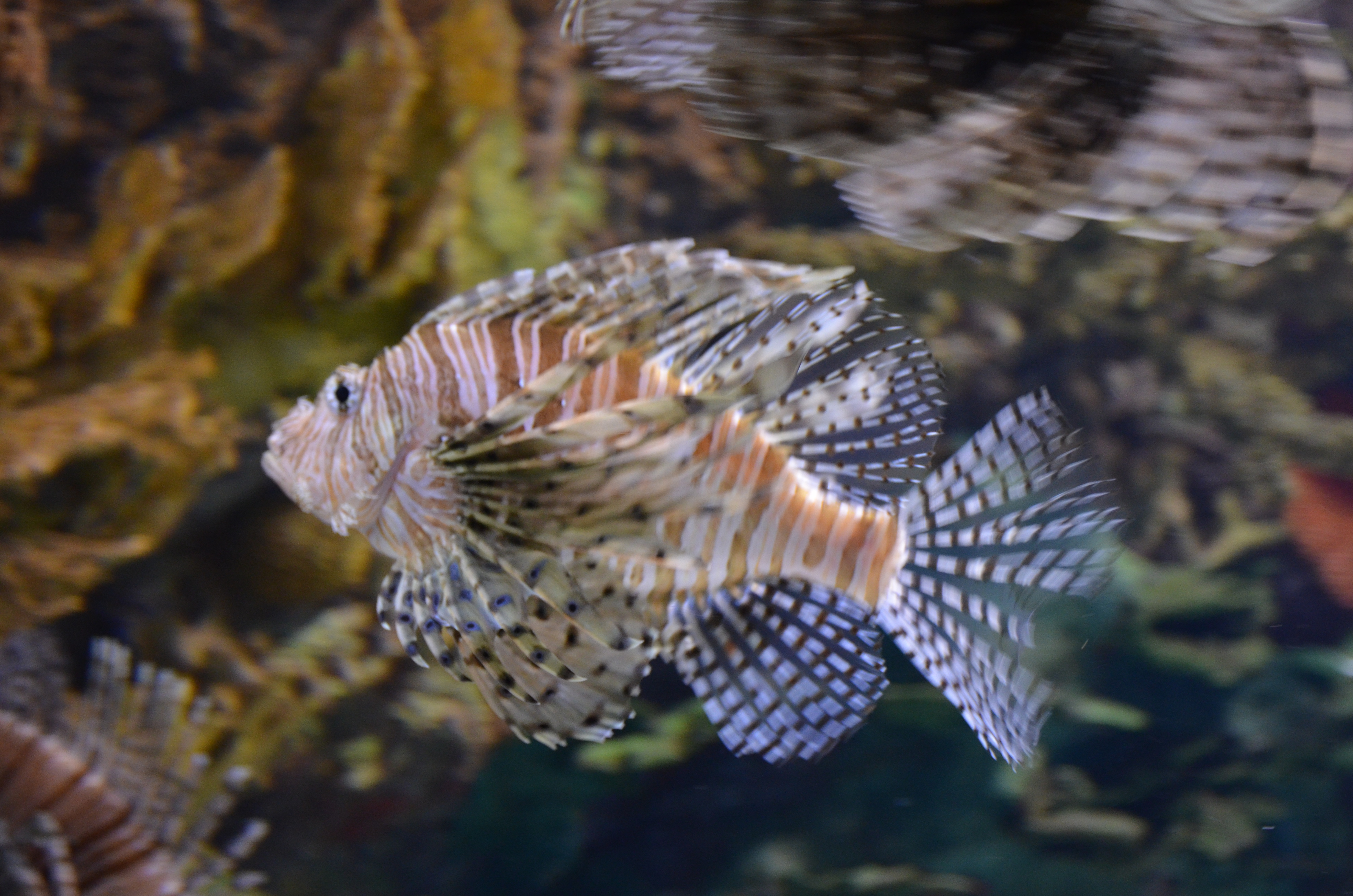 File:Lion Fish- they have poisonous spines (27865051416).jpg