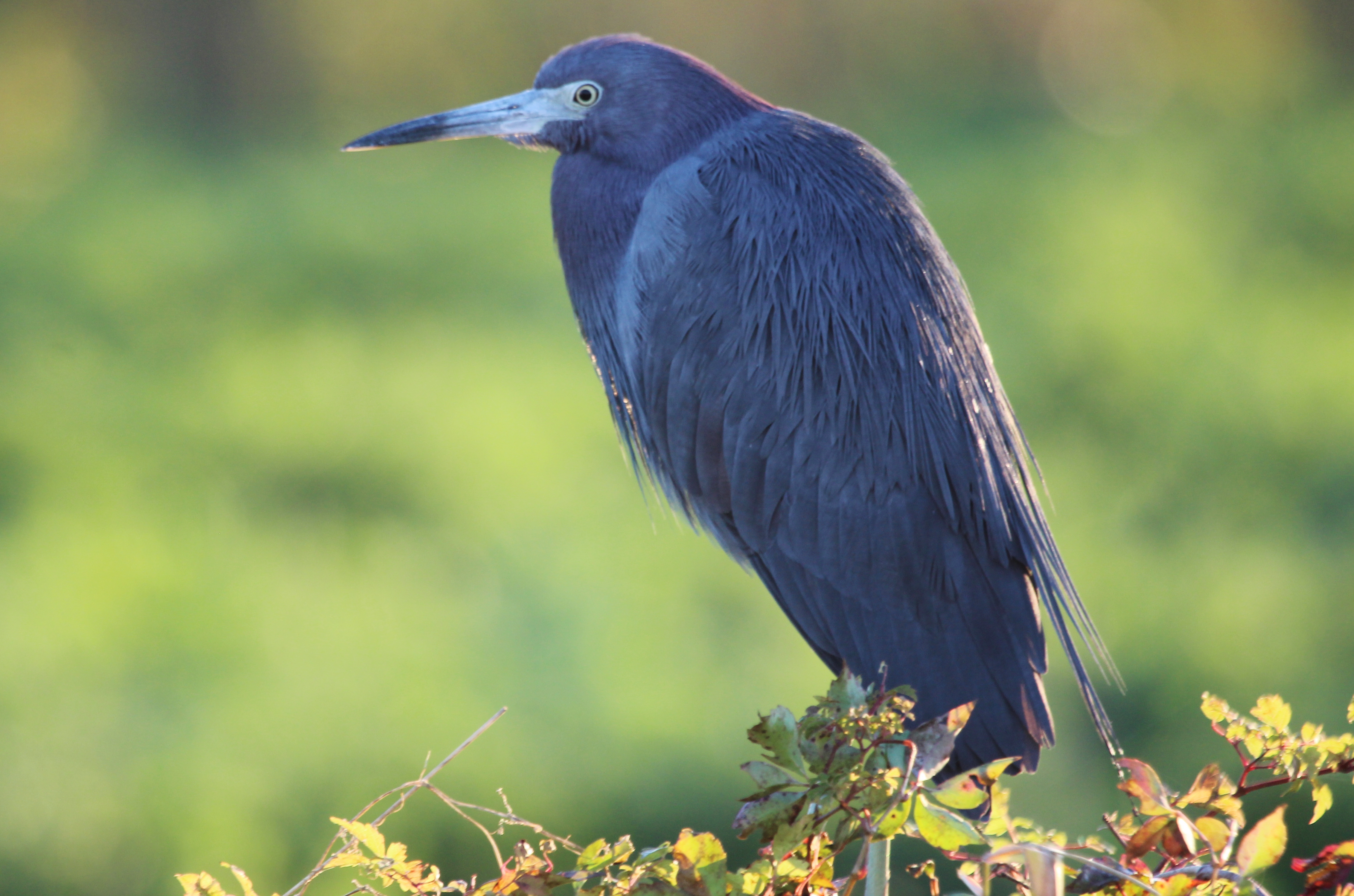 File Little Blue Heron Loxahatchee Jpg Wikipedia