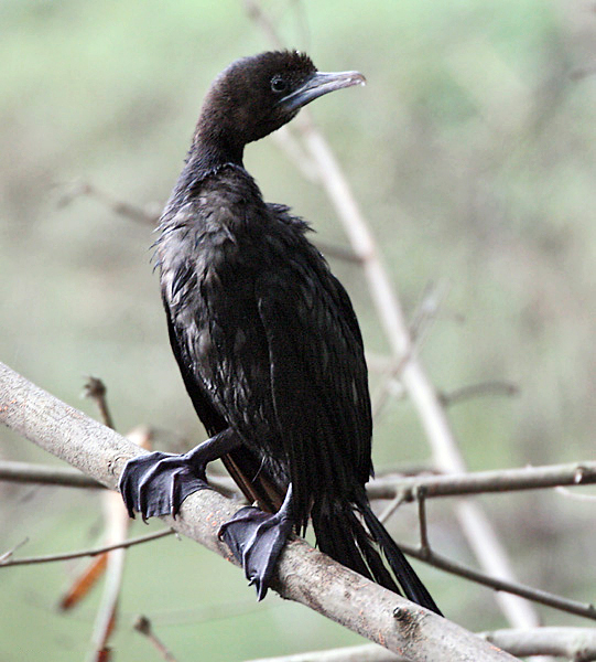 Little Cormorant (Breeding) I IMG 7438.jpg