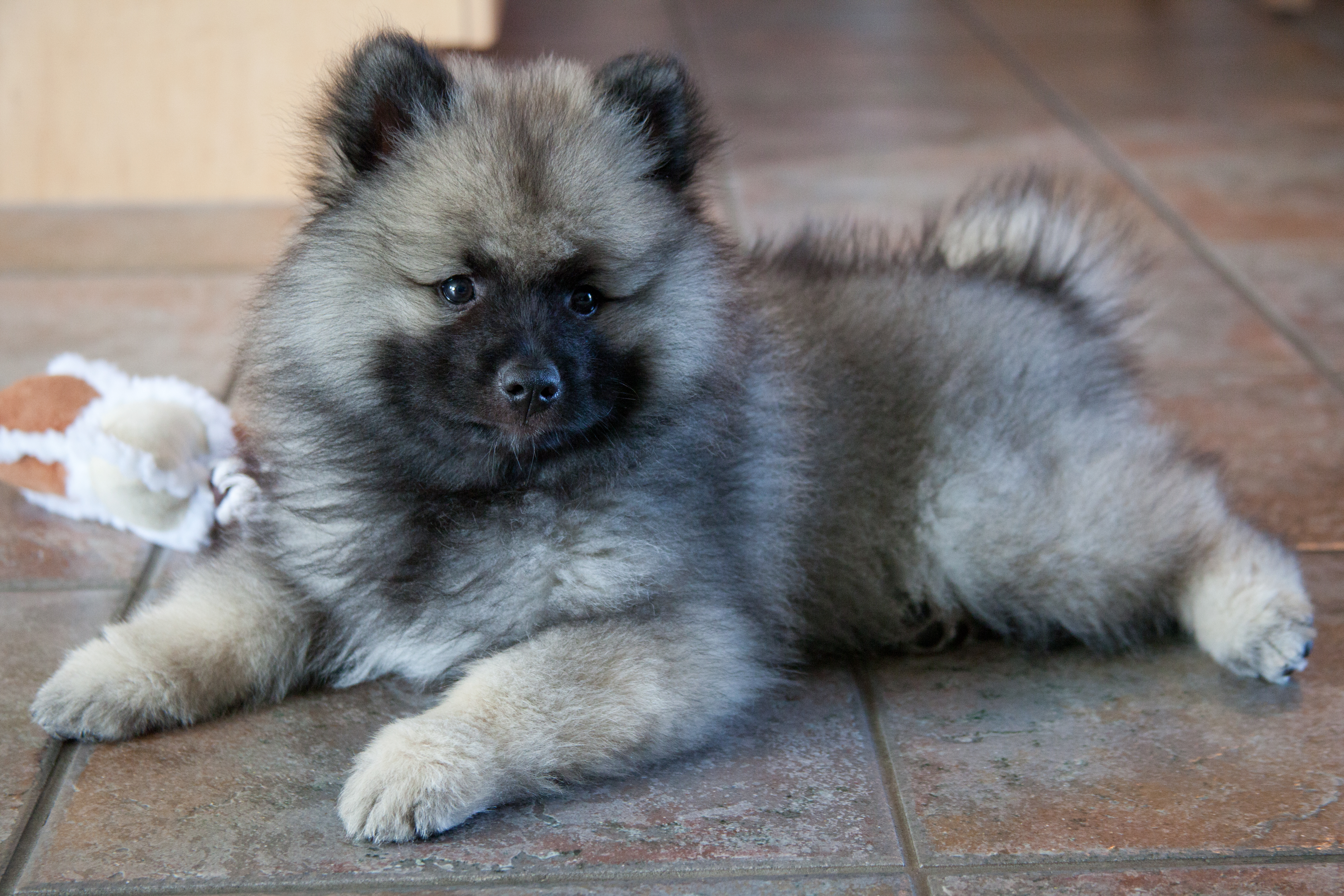 keeshond dog