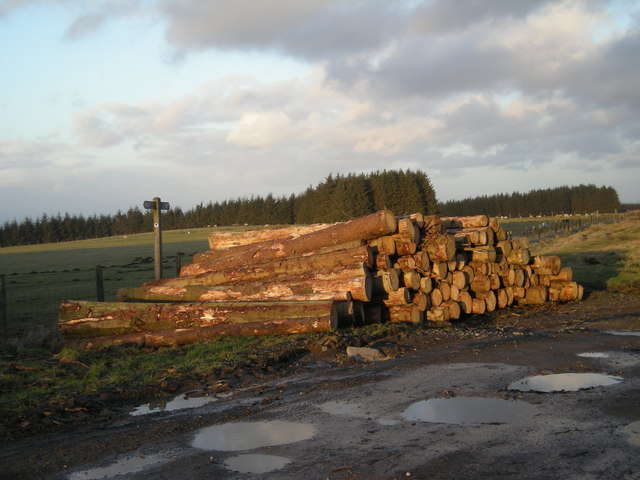 File:Logs beside the Kerry Ridgeway - geograph.org.uk - 706232.jpg