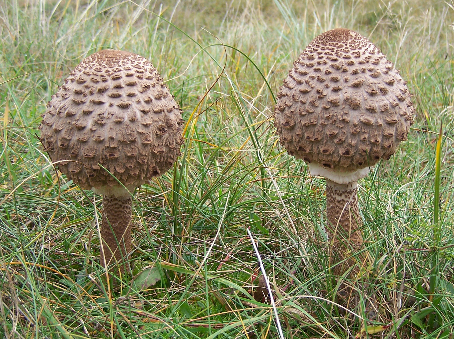 Какие грибы зонтики. Гриб зонтик поганка. Зонтик пёстрый Macrolepiota procera. Гриб - зонтик пёстрый (Macrolepiota procera).. Лепиота Чешуйчатая.