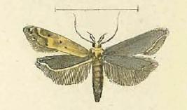 <i>Metzneria intestinella</i> Species of moth