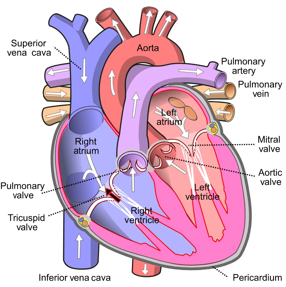 Ostila Sex Xxx - Tricuspid Valve: The Most Up-to-Date Encyclopedia, News, Review & Research