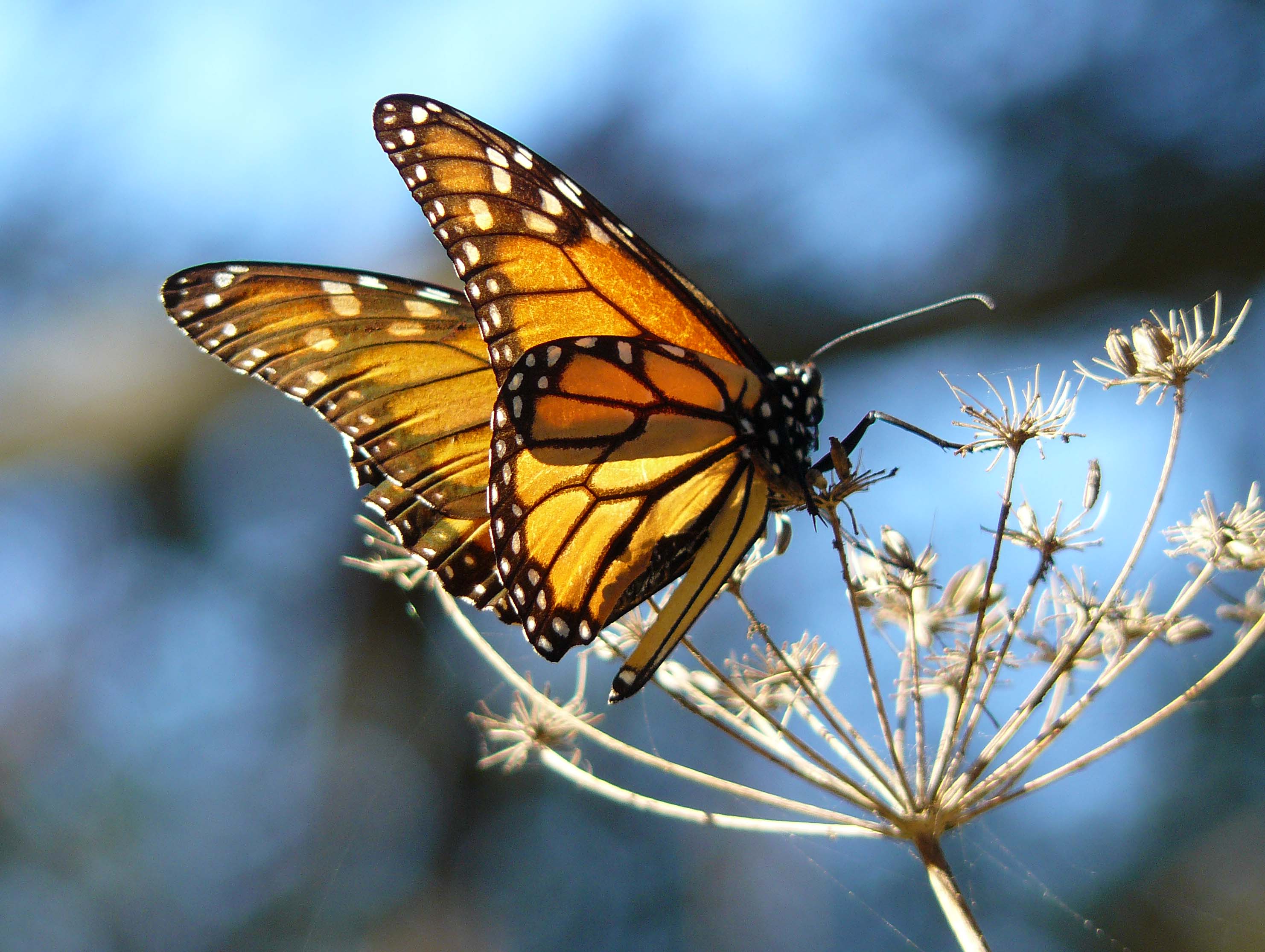 file-monarch-butterfly-resting-on-fennel-at-the-pismo-butterfly-grove