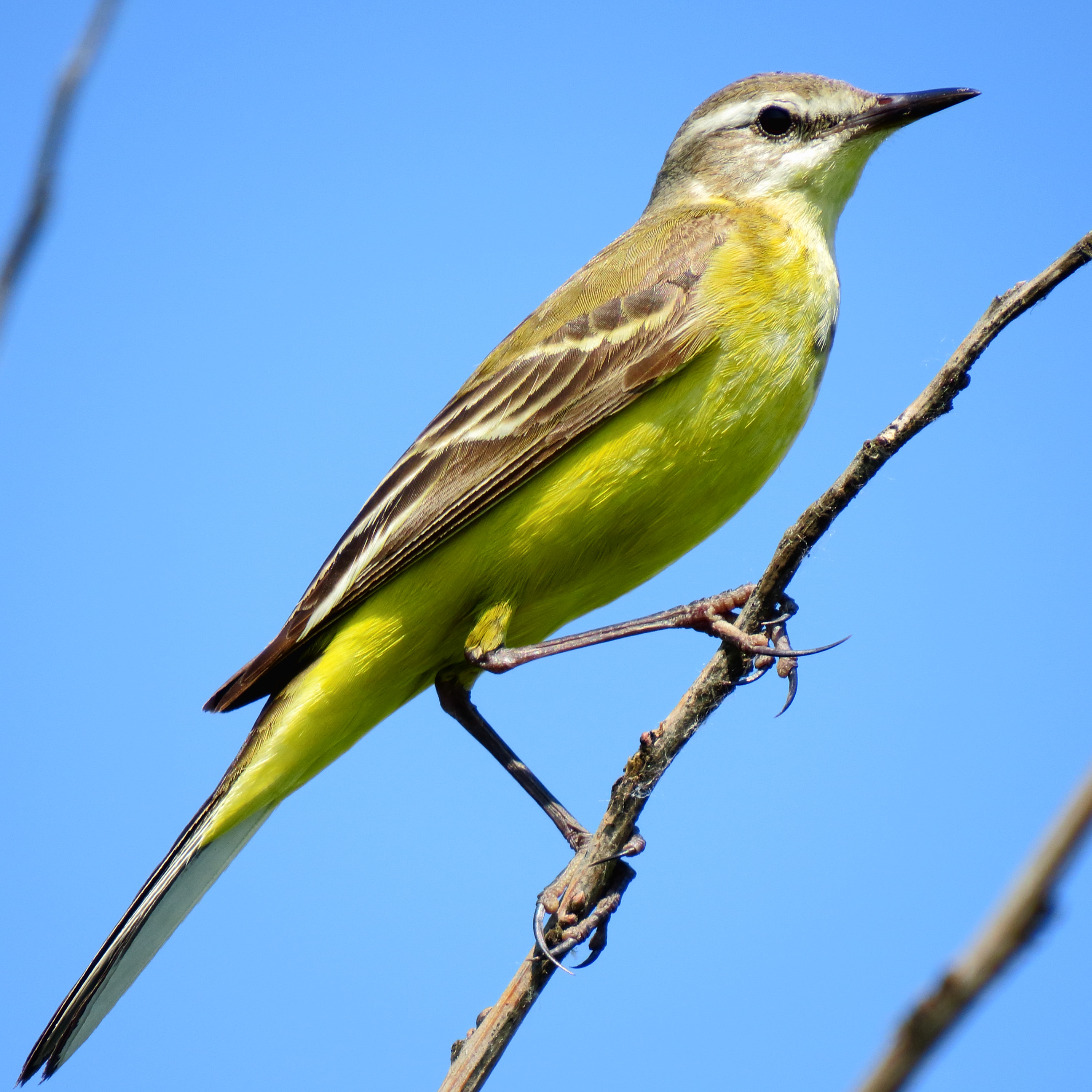 Les oiseaux