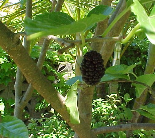 File:Mulberry larger.jpg - Wikimedia Commons