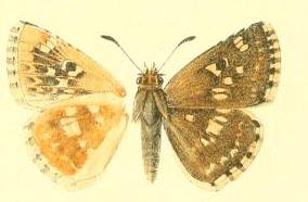 <i>Muschampia proto</i> Species of butterfly