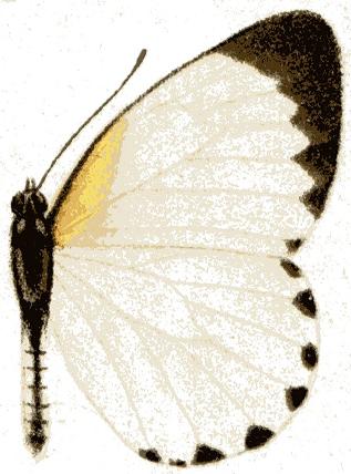 <i>Mylothris rhodope</i> Species of butterfly