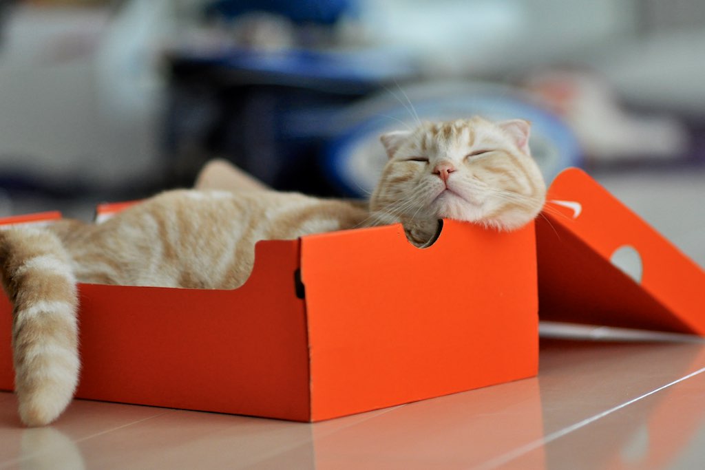 File:Nike cat (16743356443).jpg Wikimedia Commons