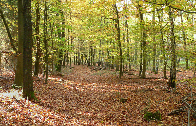 Oberstes Holz Laubwald.jpg