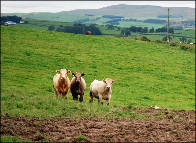 File:Onlookers - geograph.org.uk - 529814.jpg