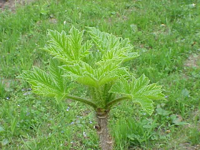 File:Oplopanax horridus0.jpg