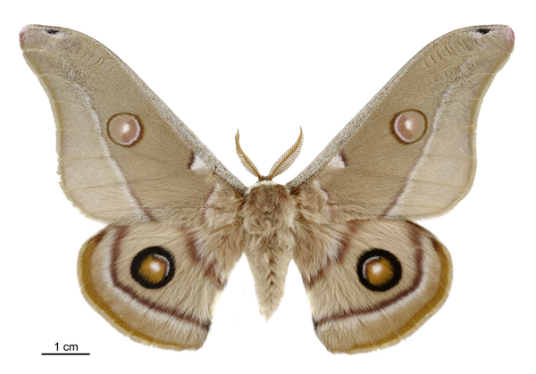 File:Opodiphthera eucalypti male.jpg