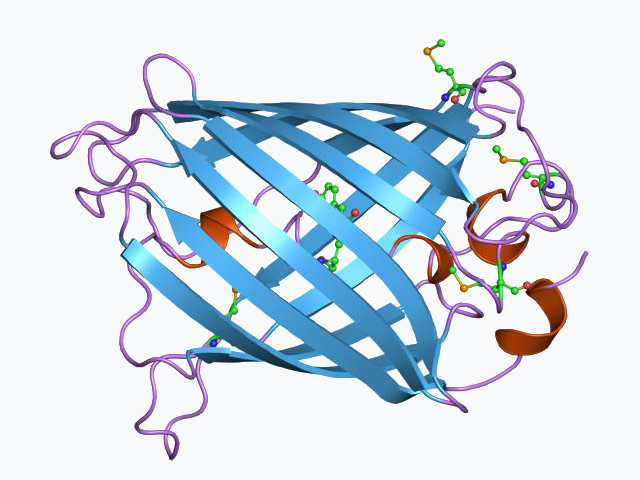 Green Fluorescent Protein-avatar