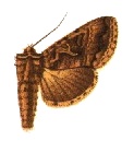 <i>Autographa rubida</i> Species of moth