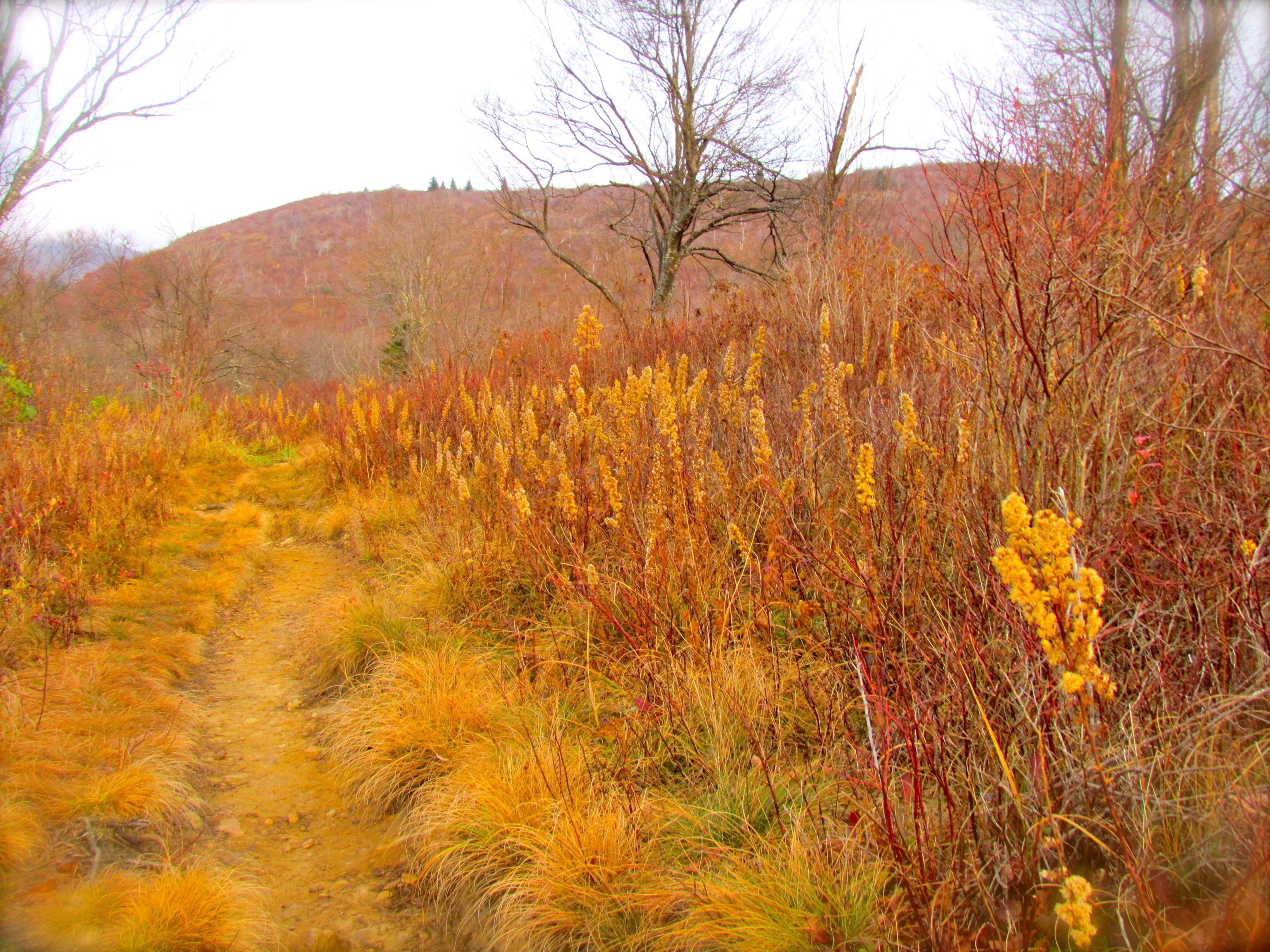 Pisgah National Forest