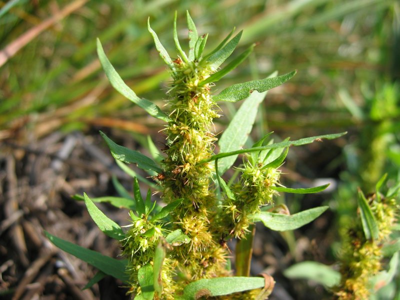 File:Rumex maritimus.jpeg