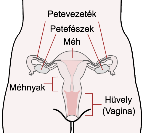 File:Scheme female reproductive system-hu.png