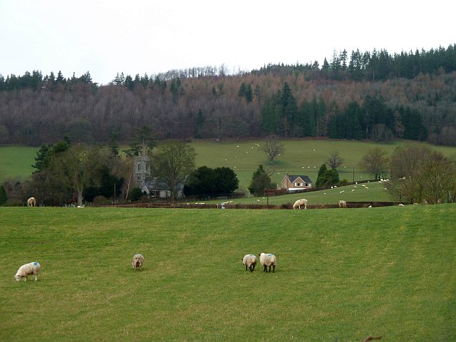 File:Sheep grazing near Aberhafesp - geograph.org.uk - 3798136.jpg