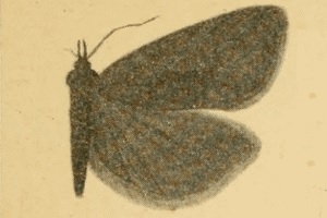 <i>Sparganothis praecana</i> species of insect