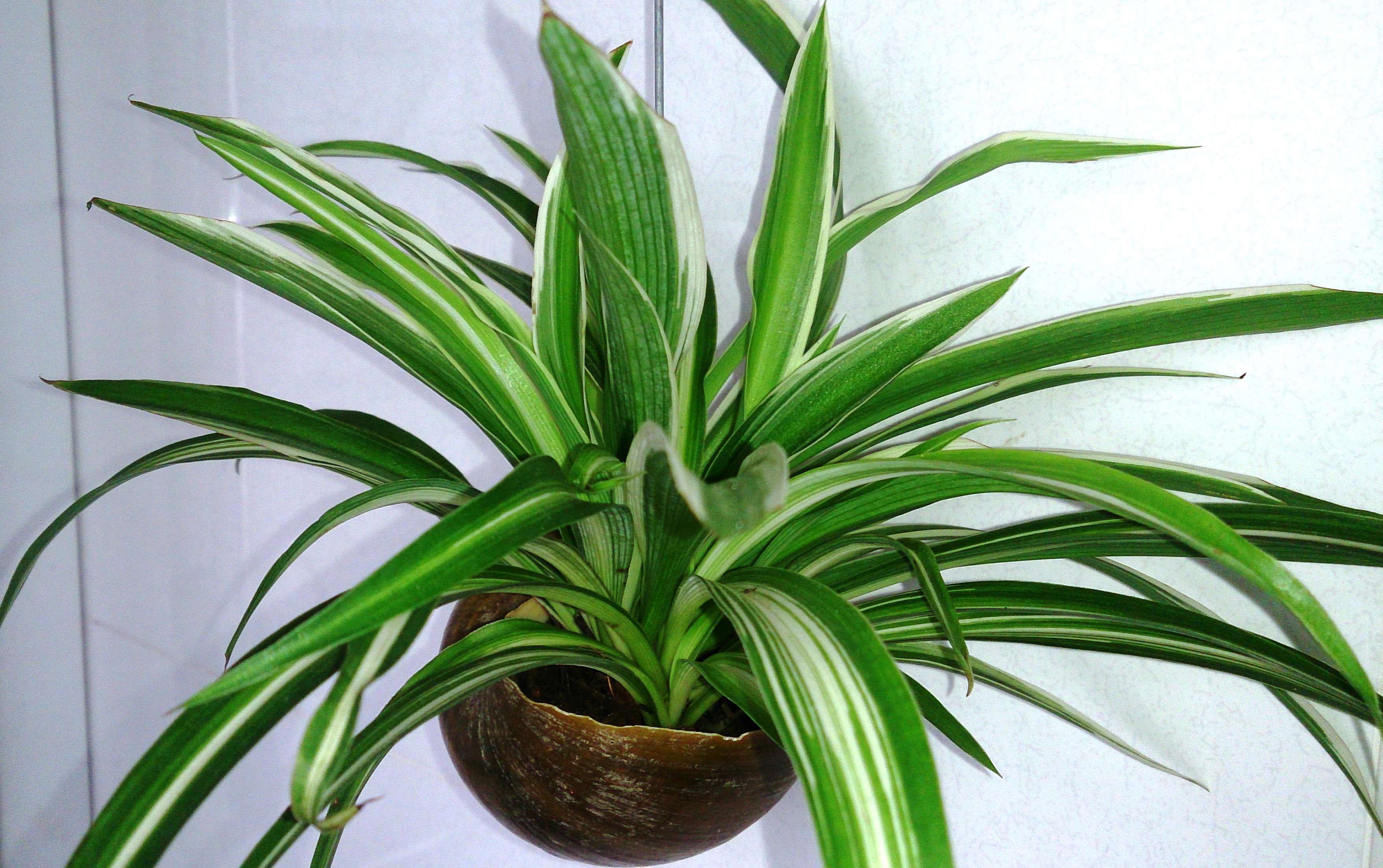 File Spider Plant Chlorophytum Comosum 1 Jpg Wikimedia Commons