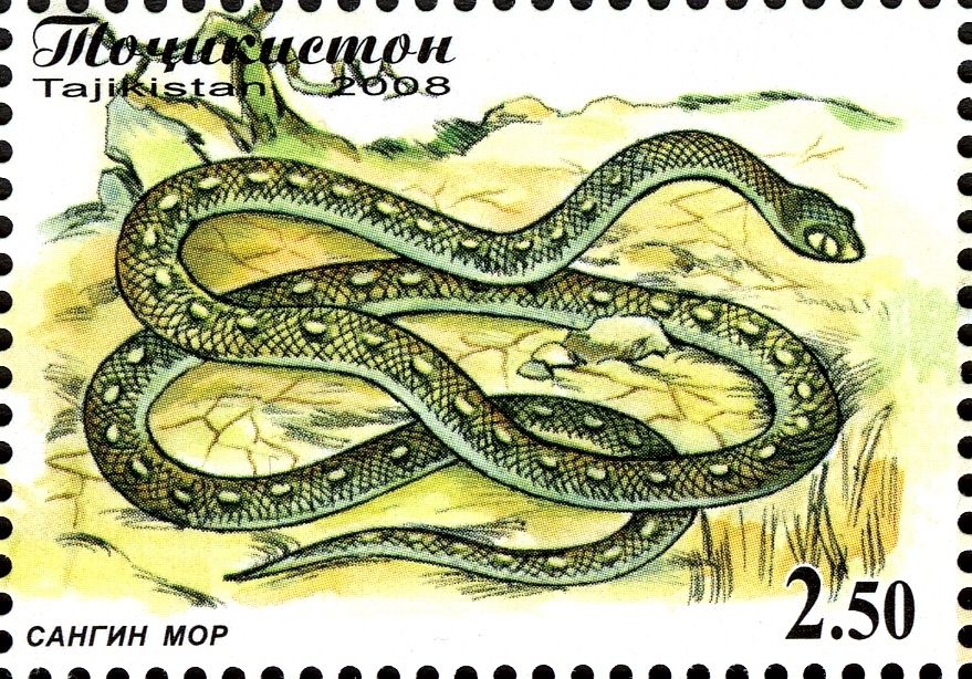 Марки со змеями. Змеи Таджикистана. Гитара марка со змеей.