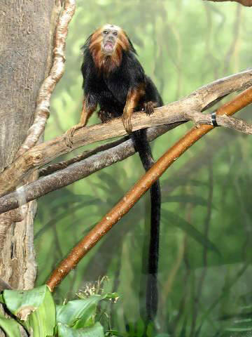 File:Stavenn Leontopithecus chrysomelas 01.jpg